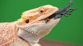 Bearded dragon eating a black scopion