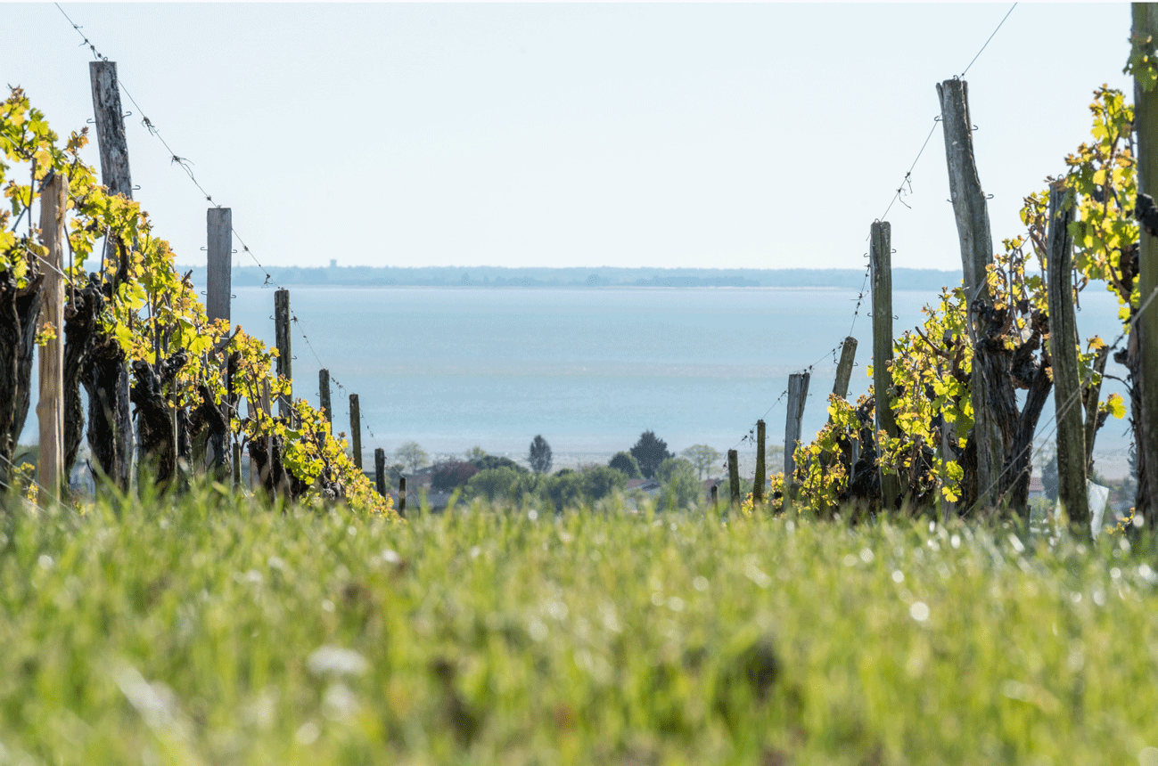Cognac vineyards