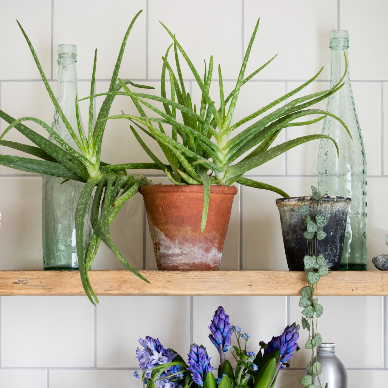 The best plants for reducing condensation and damp Ideal Home