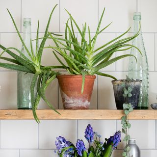 Aloe vera plants on wooden shelf