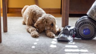 Upright Dyson vacuum cleaner on rug next to brown dog