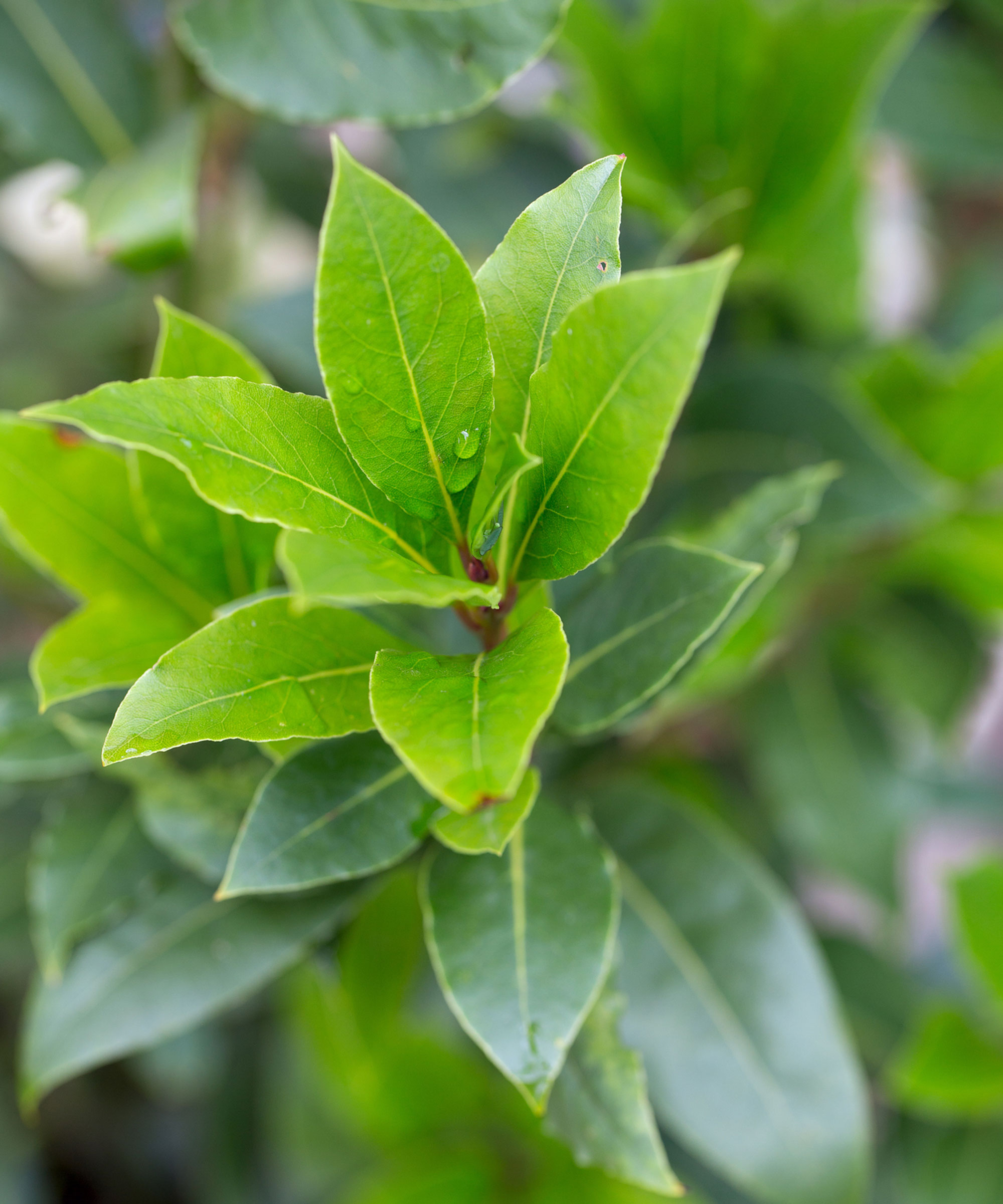 bay tree