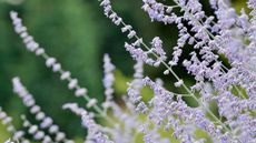 Russian sage flowers