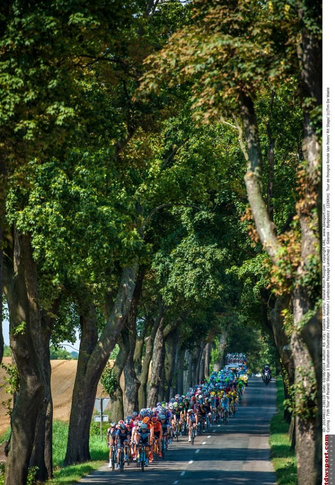 Riders passes through a tree linedavenue