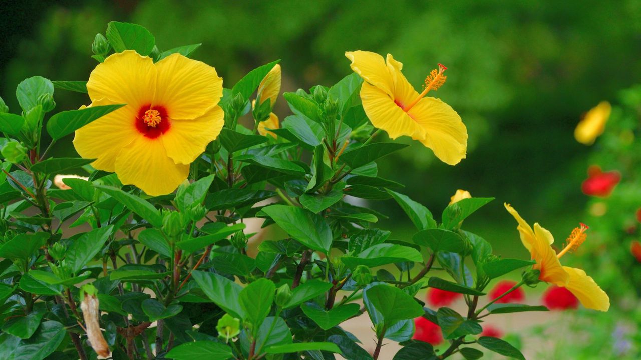 Yellow Flowering Hibiscus Shrub