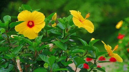 Yellow Blooming Hibiscus Shrub in Landscape