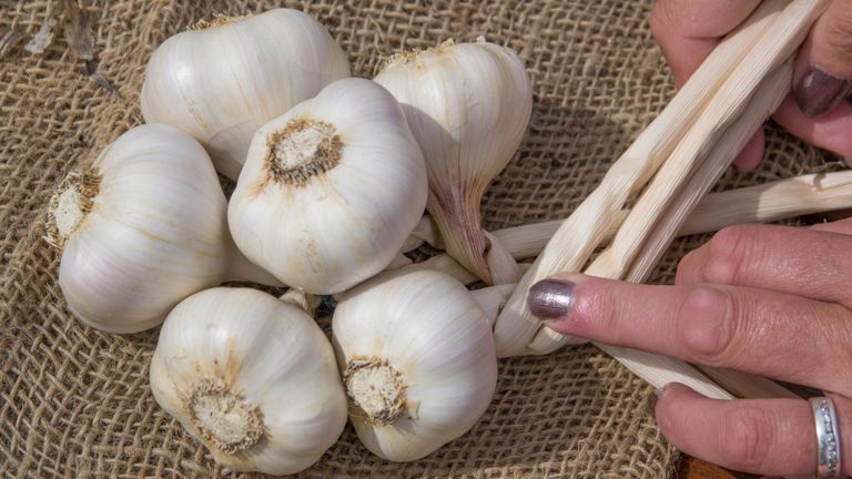 Plaiting garlic