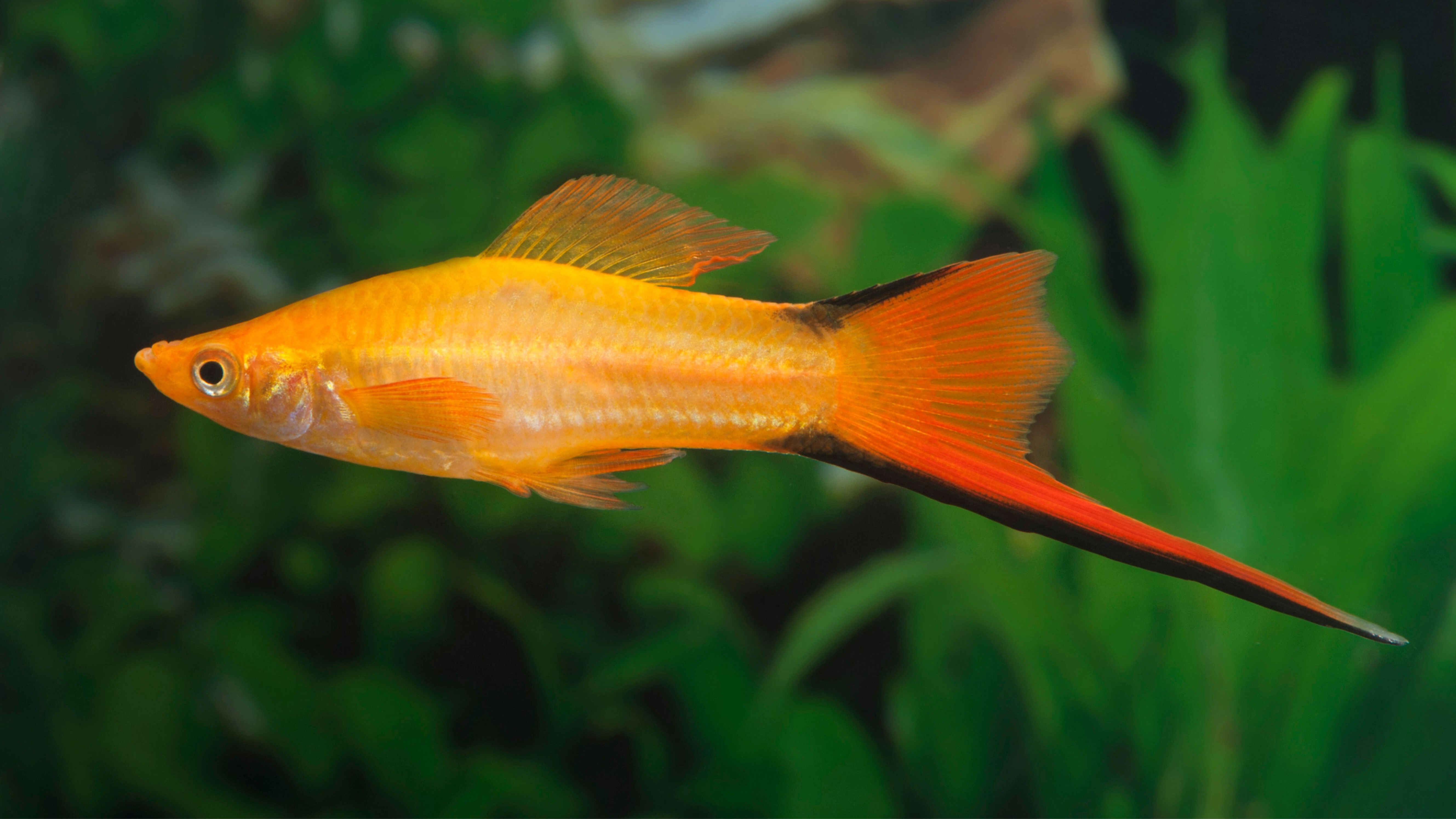 Swordtail