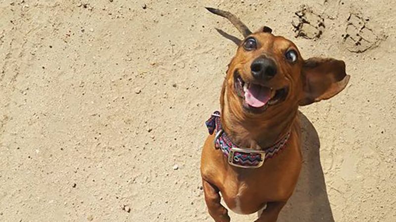 Dog pulling silly face