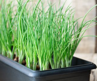 spring onions growing in tray