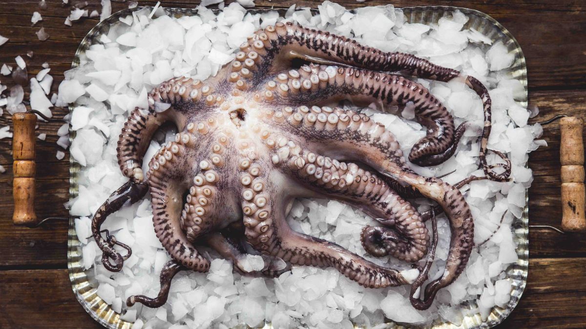 'Octopus on Ice' by Petra Novotnau won the Cream of the Crop award