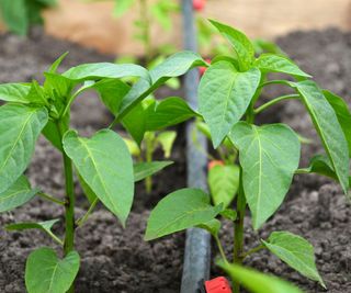 A drip irrigation system watering pepper plants