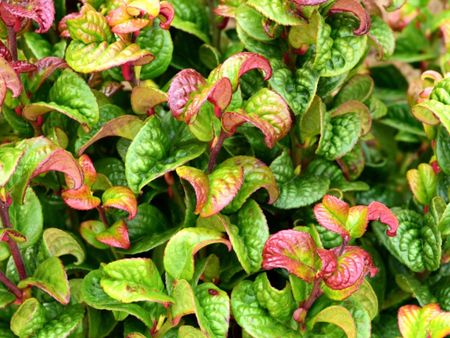 Red-Green Coastal Dog Hobble Plants