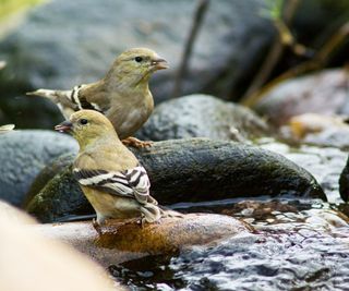 American Goldfinches Drinking from Stream