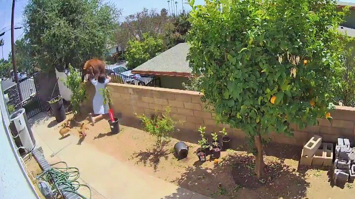 Teen saves family dogs by pushing bear off wall in backyard