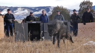 Five gray wolves were released in an effort to create a self-sustaining wolf population in the state