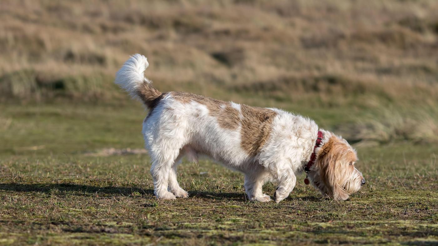 Rare dog breeds: Grand Basset Griffon Vendeen
