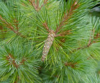 Green Foliage and Cones of a Weymouth or Eastern White Pine Tree (Pinus strobus 'Kruger's Lilliput')