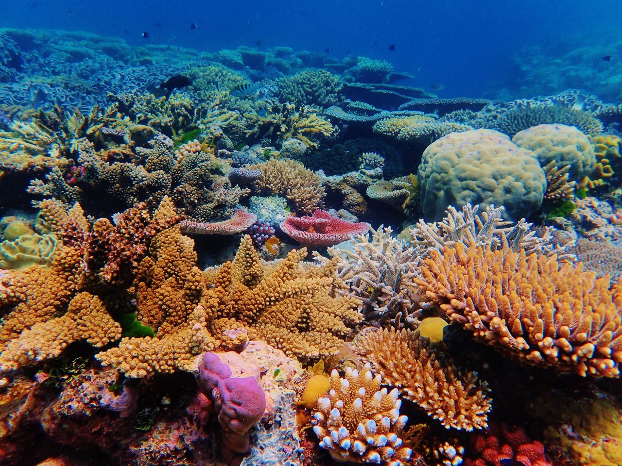 Great Barrier Reef