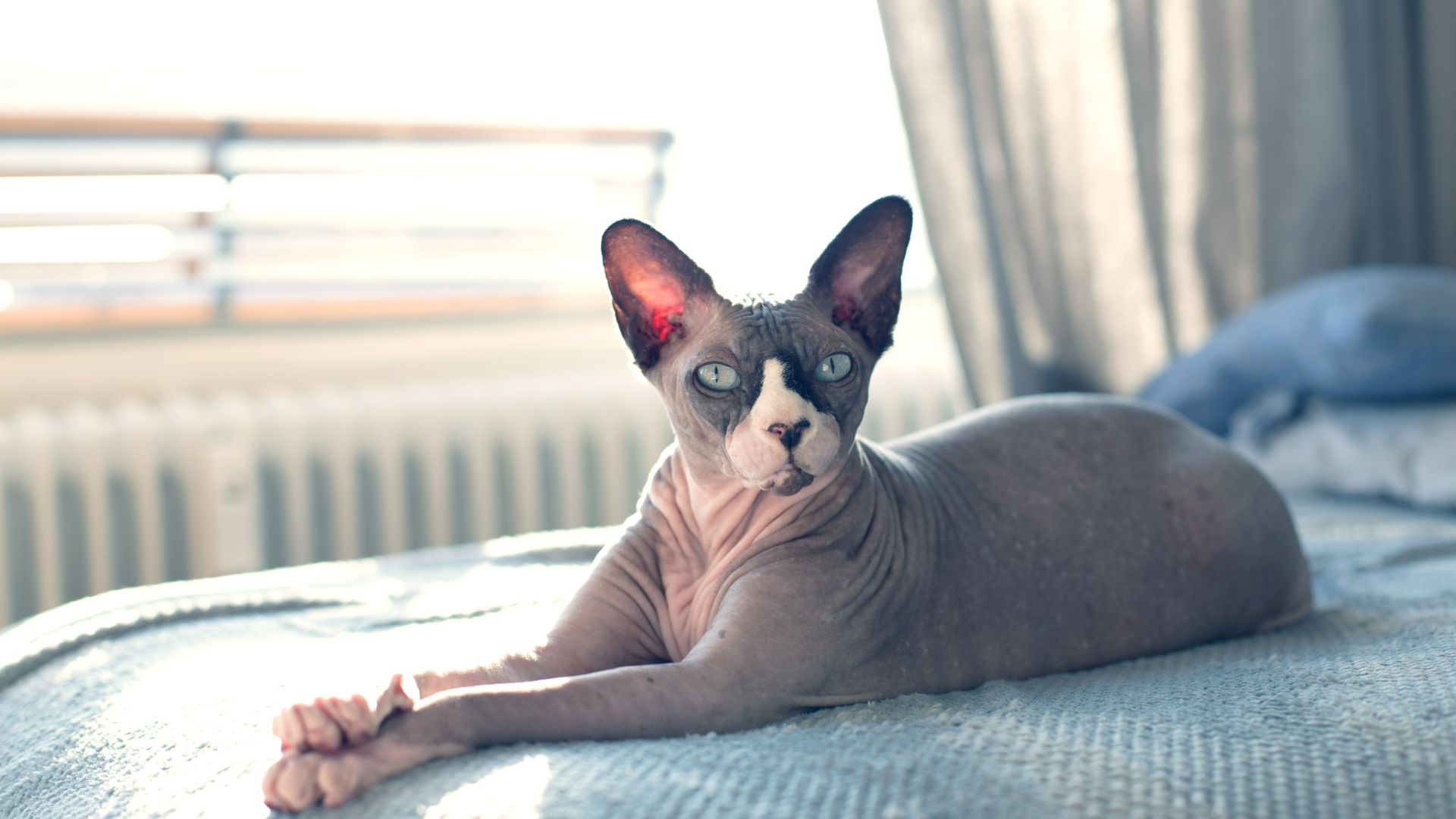 Sphynx cat lying on the bed