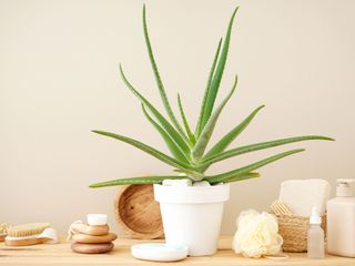 aloe vera plant with toiletries in bathroom