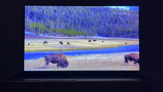 Samsung-S95C TV screen showing bison in field