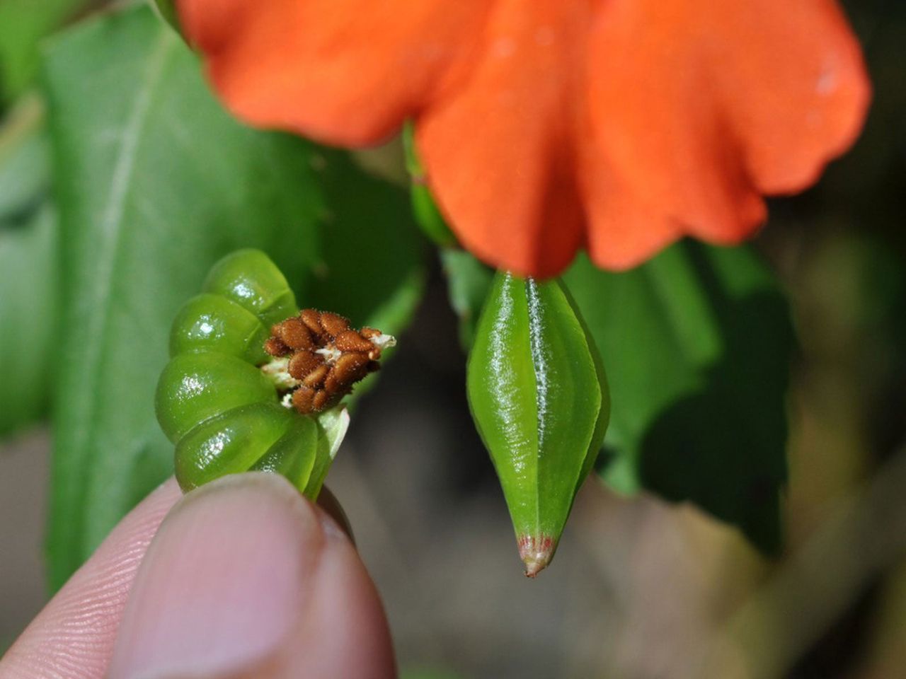 Impatiens Plant Seeds