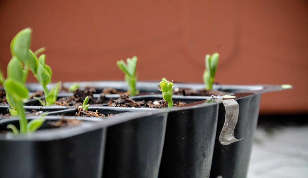 Individually Potted Sprouting Marvel Pea Plants