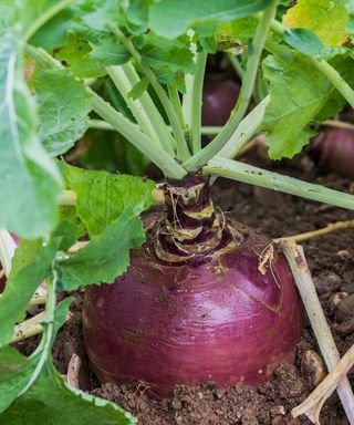 turnips relative the rutabaga or swede growing on the plot