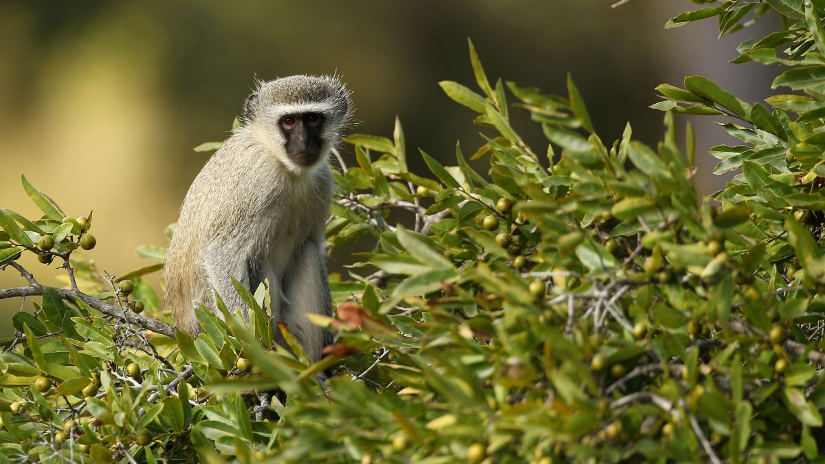 Vervet Monkey