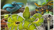 A compilation of many images of snakes with a green and white snake in the center