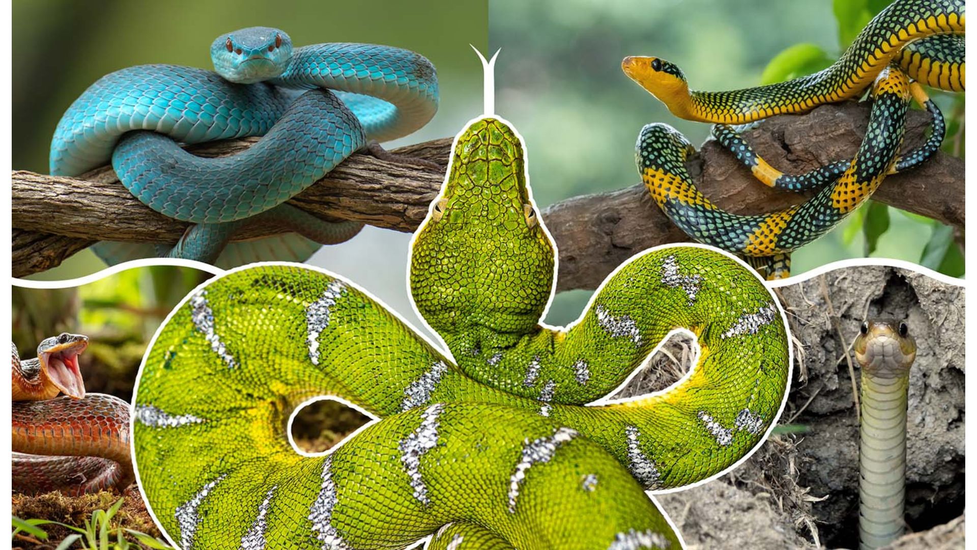 A compilation of many images of snakes with a green and white snake in the center