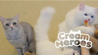   Cats - Cream Heroes