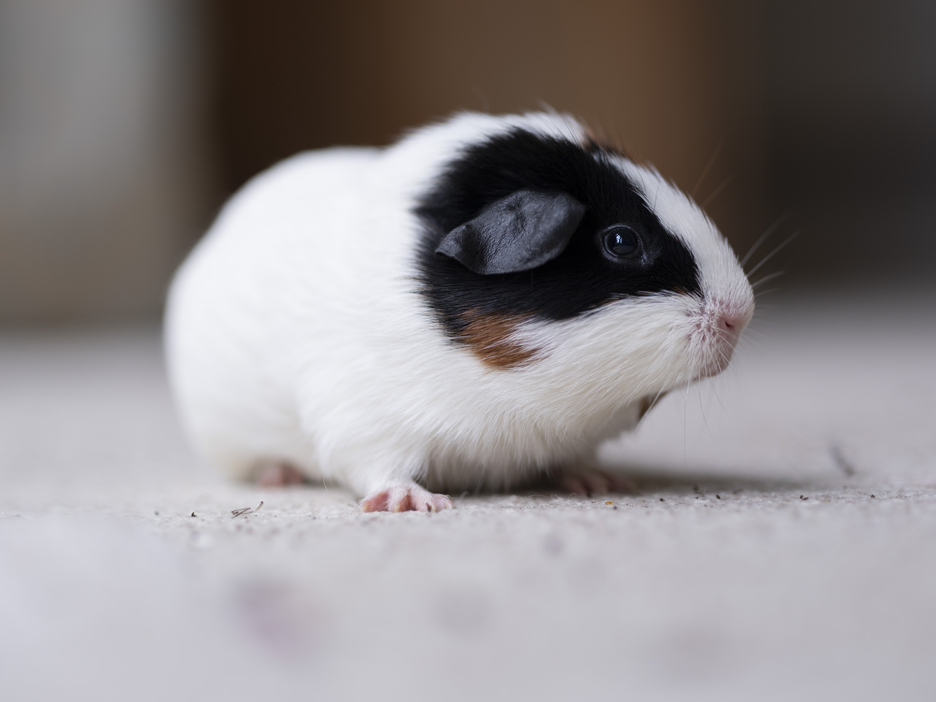 Animal detection autofocus struggled a little with eye detection for this guinea pig but had no problem identifying the body