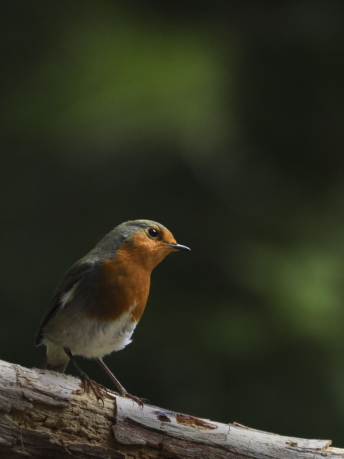 British bird against background of green foliage photographed by Andy Green