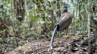 adult male Great Argus (Argusianus argus), angle view, back shot, in early morning walking on dancing ground to attract female in deep jungle, Thale Ban National Park, Satun Province, south of Thailan