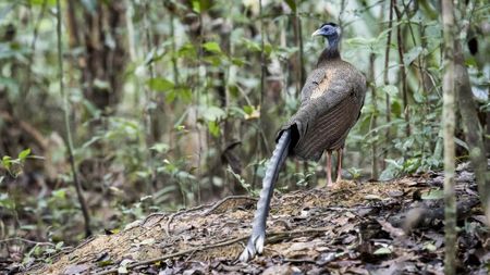 adult male Great Argus (Argusianus argus), angle view, back shot, in early morning walking on dancing ground to attract female in deep jungle, Thale Ban National Park, Satun Province, south of Thailan