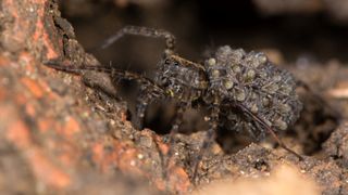 A photo of a female wolf spider carrying spiderlings on her abdomen.