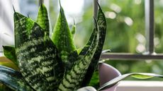 Sansevieria trifasciata or Snake plant in pot at terrace condominium 