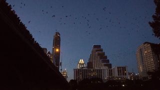 Bats flying through a city