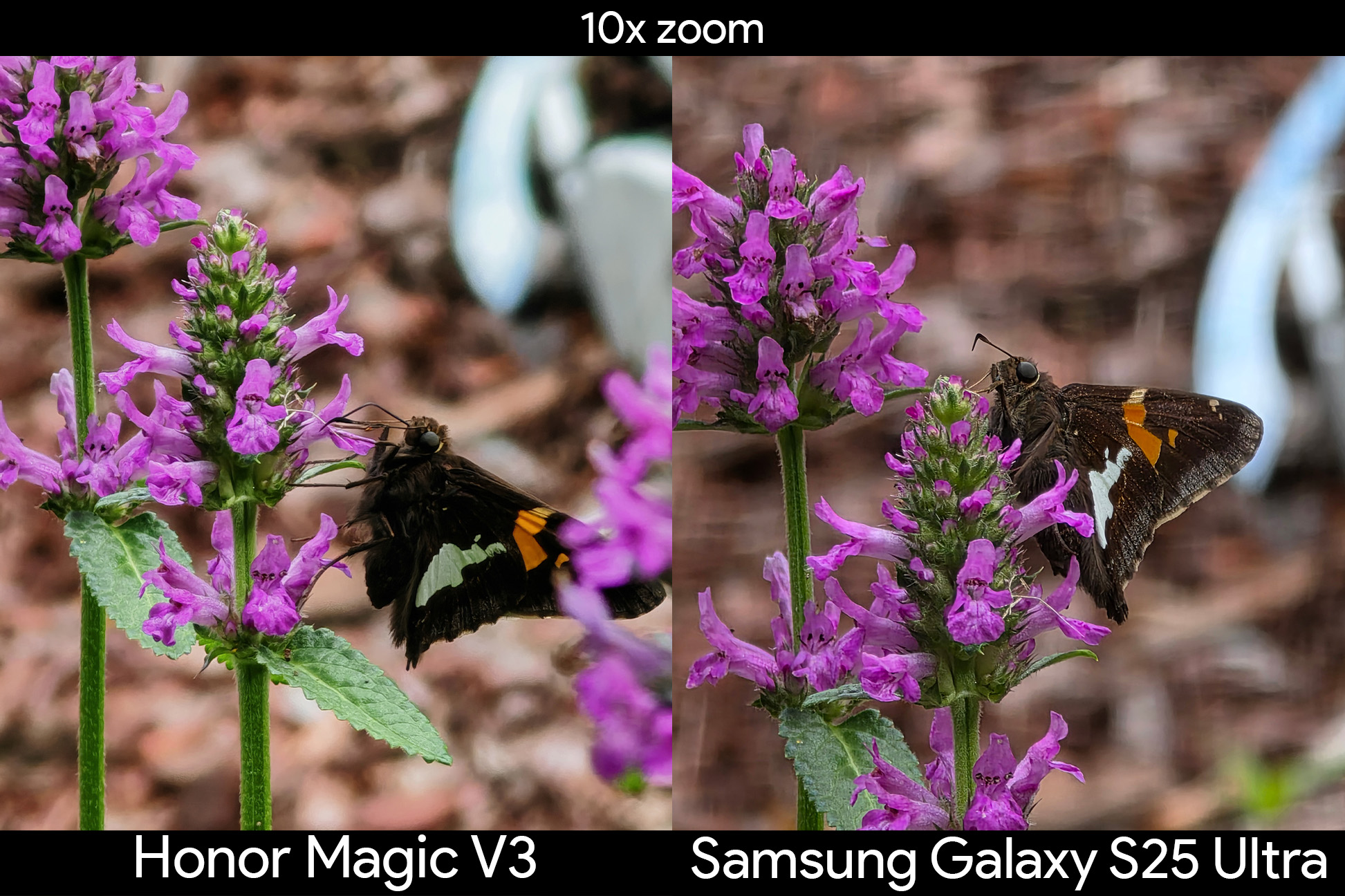 Comparing zoom detail differences between the Samsung Galaxy S25 Ultra and the Honor Magic V3 with a butterfly at 10x