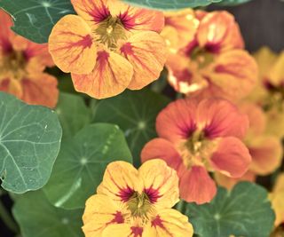 Nasturtium blooms in orange with green leaves