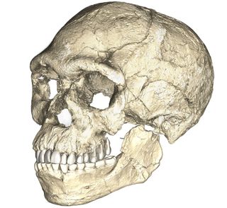 A composite reconstruction of a skull of the earliest <em>Homo sapiens</em>, which were found in a cave in Morocco.