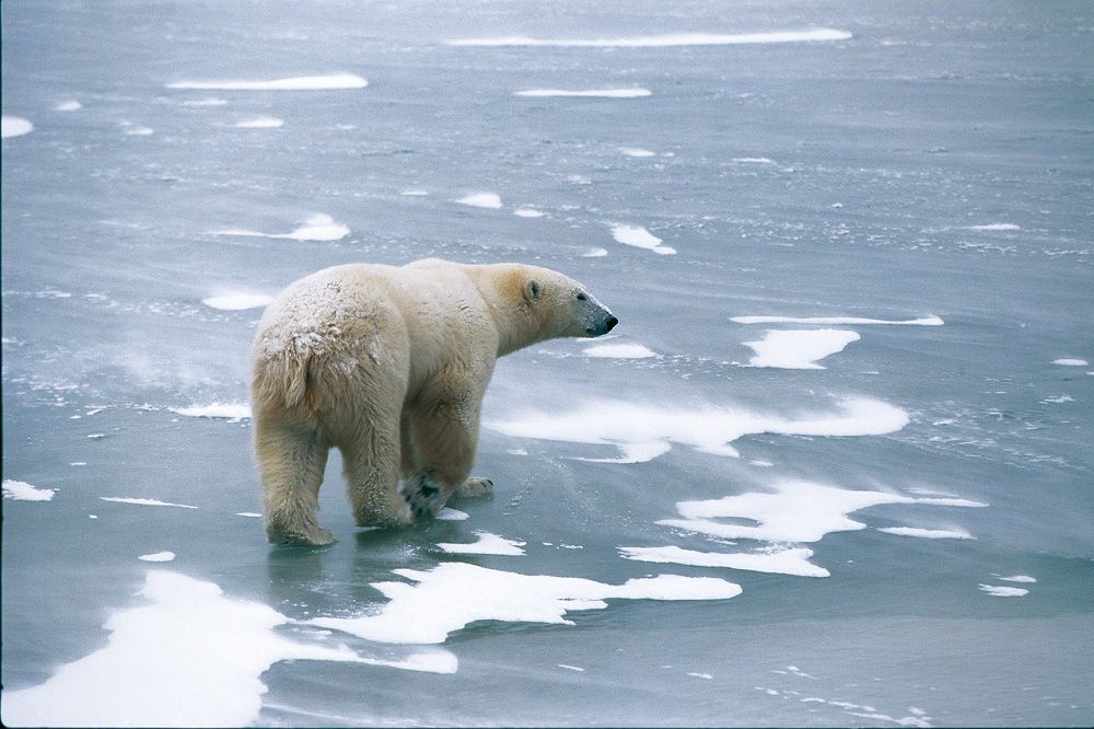 Polar bear walking on a frozen pond with blowing snow near Cape Churchill, Canada.