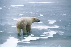 Polar bear walking on a frozen pond with blowing snow near Cape Churchill, Canada.