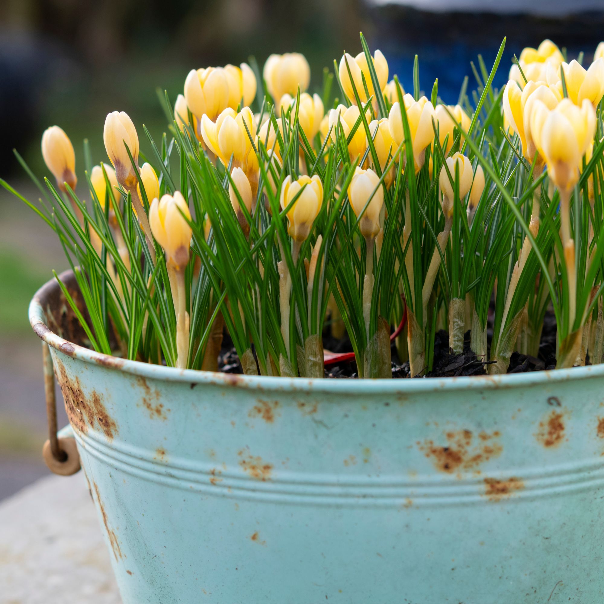 golden crocus flowers in container
