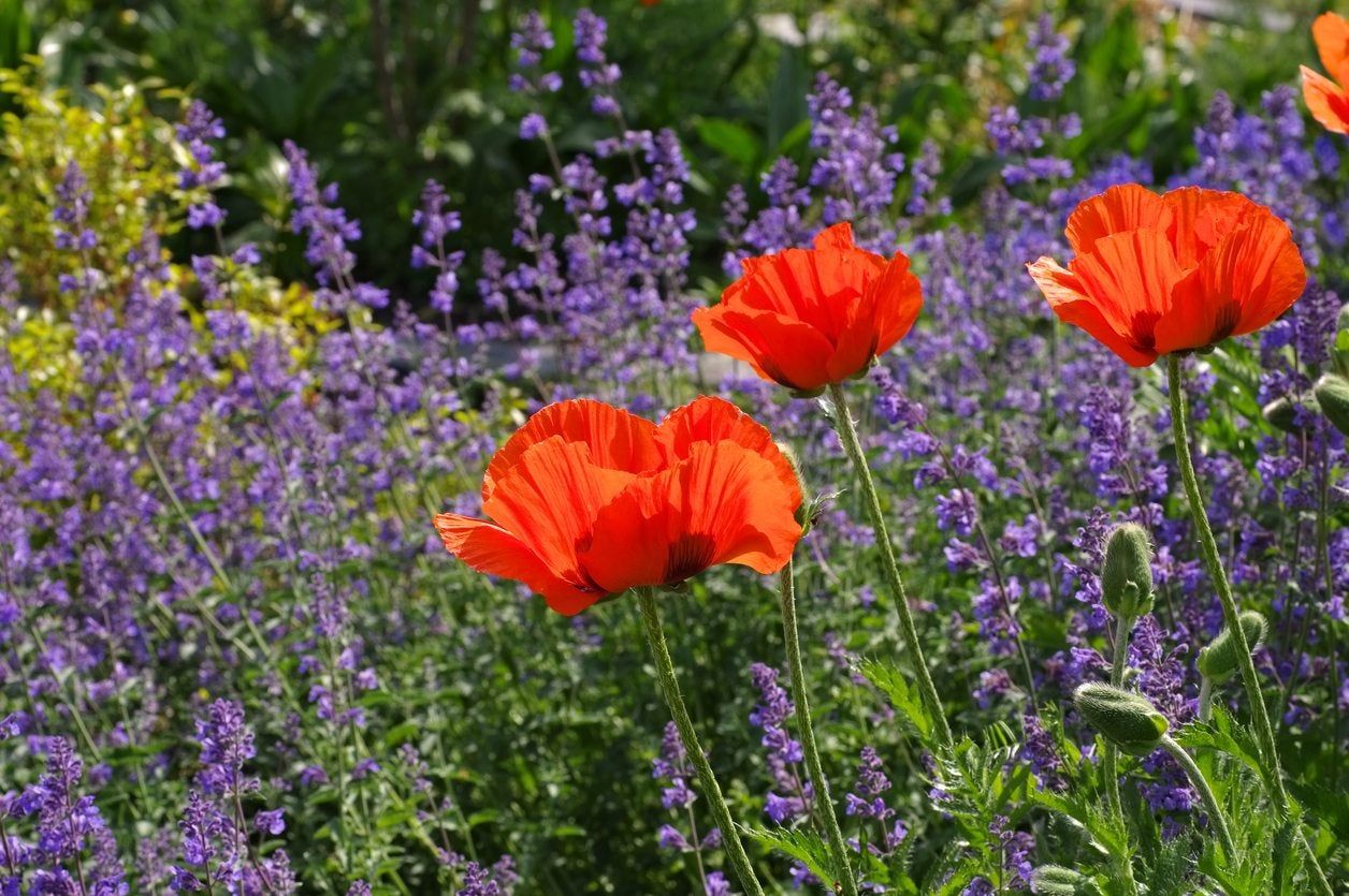 Purple And Red Perennial Flowers