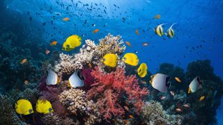 Uma variedade de peixes nadam em torno de um recife de corais colorido