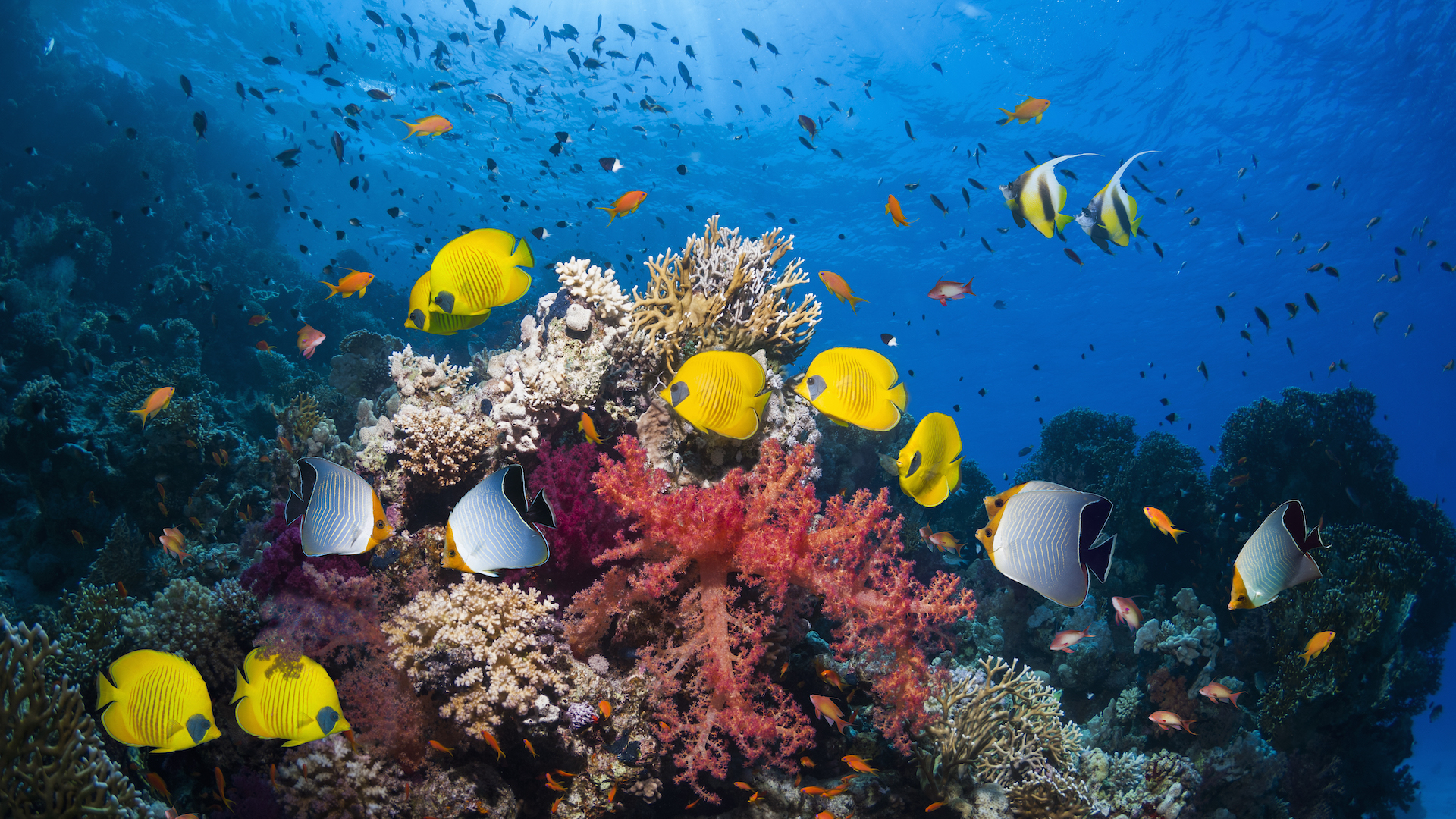 A variety of fish swim around colorful coral reefs