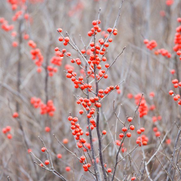 Stunning, Sustainable Native Plants With Winter Interest | Gardening ...